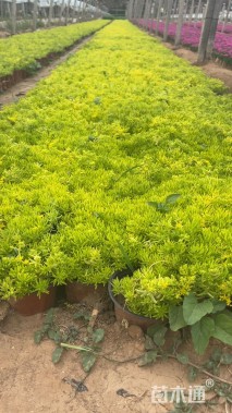 高度20厘米金叶佛甲草
