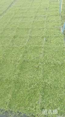 高度10厘米姬岩垂草