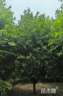 12公分青叶碧桃