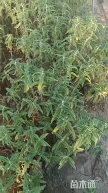 高度40厘米墨西哥鼠尾草