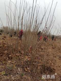 高度150厘米紫穗槐