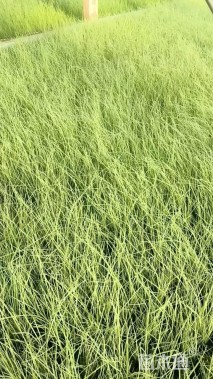 高度15厘米粉黛乱子草