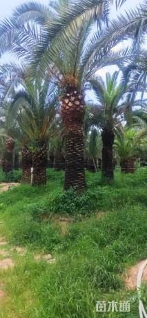 裸干高350厘米加拿利海枣