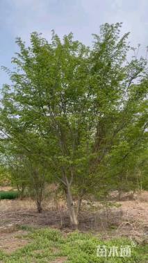 12公分榆树