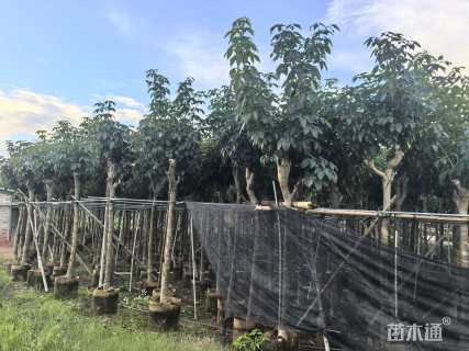 8公分紫花风铃木