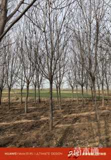 8公分金叶复叶槭