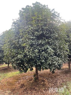 12公分桂花