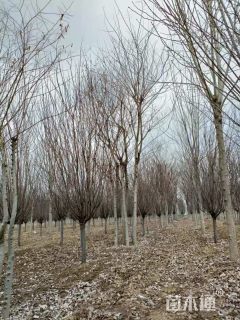 11公分(4杆)丛生朴树