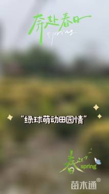 冠幅100厘米金叶女贞球