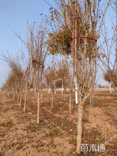 高度300厘米红花木槿