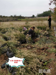 高度60厘米狼尾草