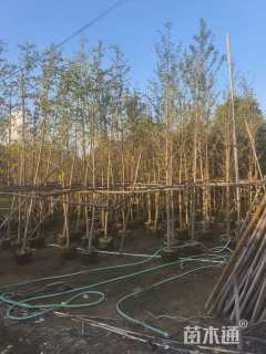 8公分银杏