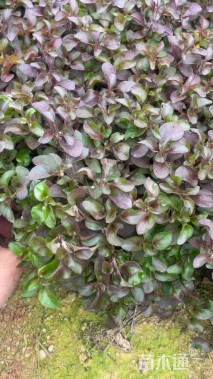 高度20厘米草海桐