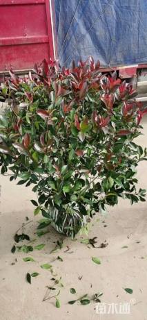 冠幅180厘米红叶石楠球