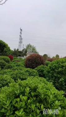 冠幅150厘米红叶石楠球