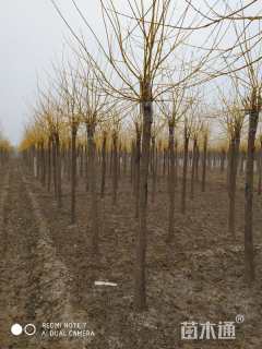 11公分高杆金枝槐