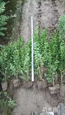 高度60厘米水蜡