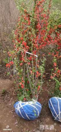 高度100厘米贴梗海棠