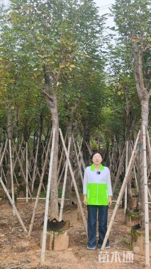 15公分黄花风铃木