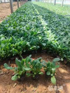 高度15厘米黑心菊