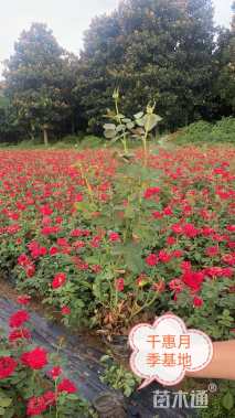 高度55厘米月季