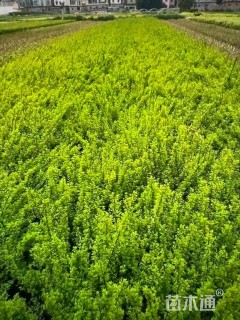 高度50厘米迎春花