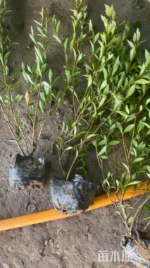 高度40厘米小叶栀子