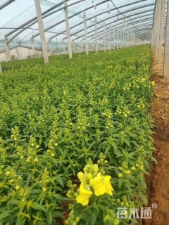高度20厘米金鱼草