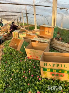 高度15厘米雏菊