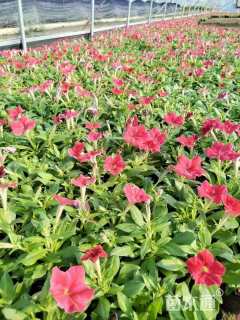 高度10厘米矮牵牛