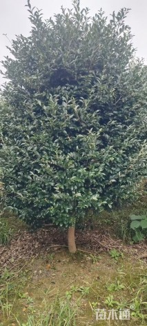 高度300厘米茶梅