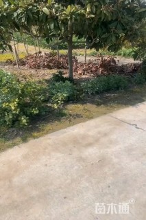 8公分枇杷