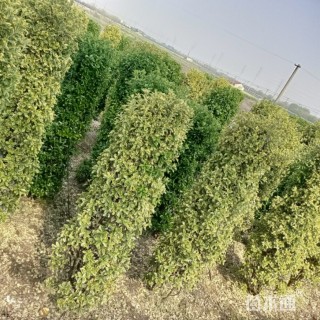 高度200厘米金边黄杨