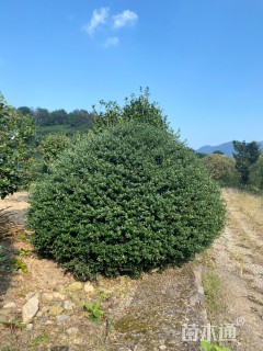 高度80厘米龟甲冬青