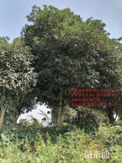 30公分桂花