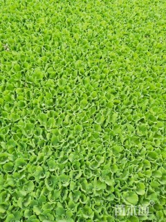 高度15厘米大薸