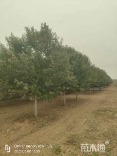 13公分绚丽海棠