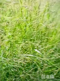 高度60厘米柳枝稷