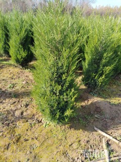 高度150厘米蜀桧