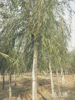 10公分金丝垂柳