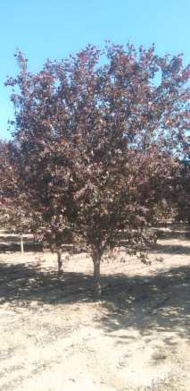 10公分红宝石海棠