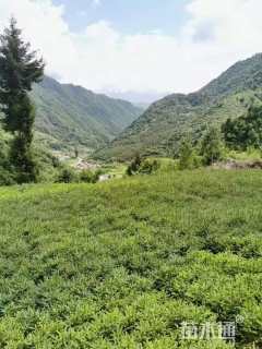 高度40厘米云杉