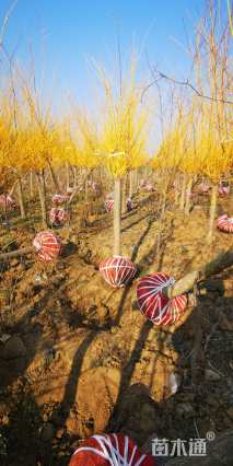 8公分矮接金枝槐