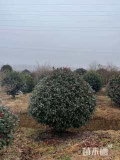 冠幅220厘米红叶石楠球