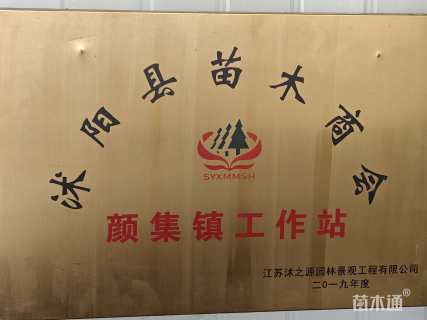 高度80厘米木槿