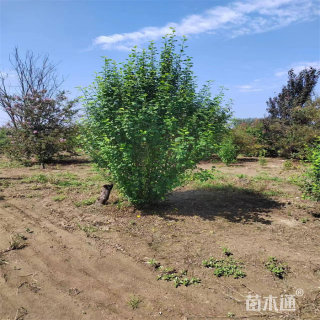 高度250厘米丛生木槿