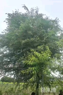 15公分榆树