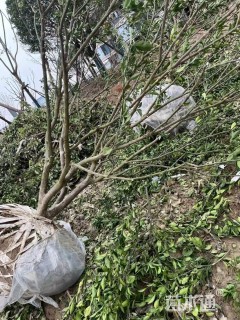 高度300厘米南丰蜜桔