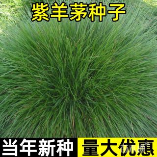 紫羊茅