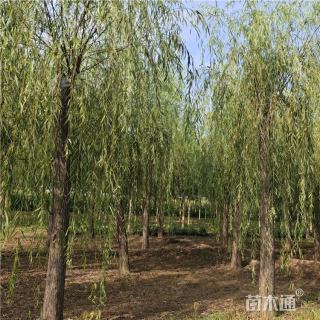 16公分柳树